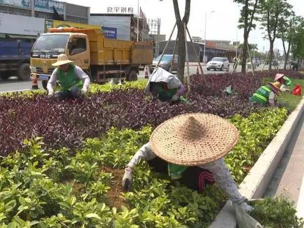 綠化養(yǎng)護