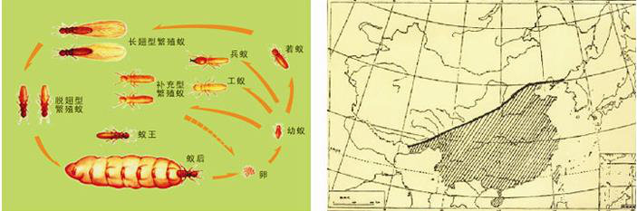 蟲(chóng)害防治