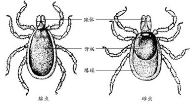 蟲(chóng)害防治